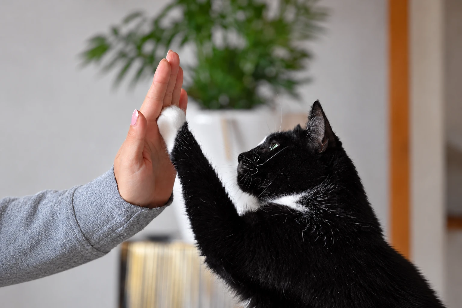 Schwarz-weiße Katze berührt mit ihrer Pfote eine geöffnete Hand